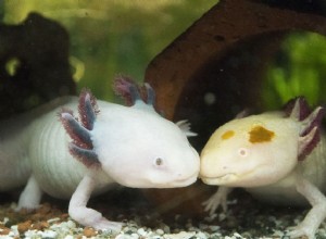 Параметры аквариума для домашних саламандр и тритонов