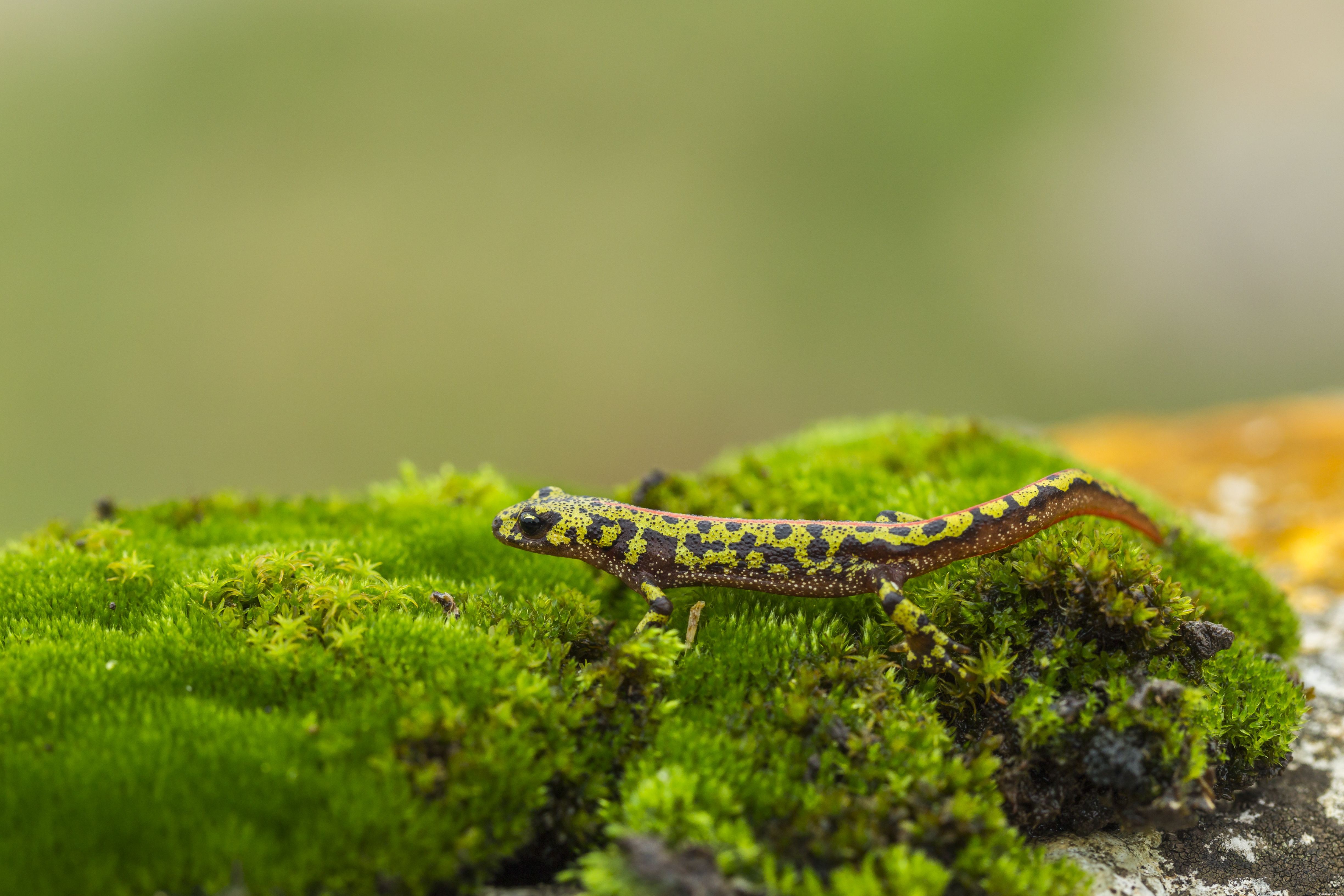 Tankopties voor salamanders en salamanders