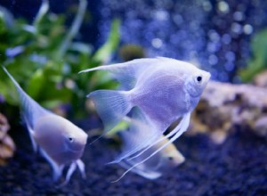 Рыбы-ангелы:характеристики и совместимость семейства Pomacanthidae