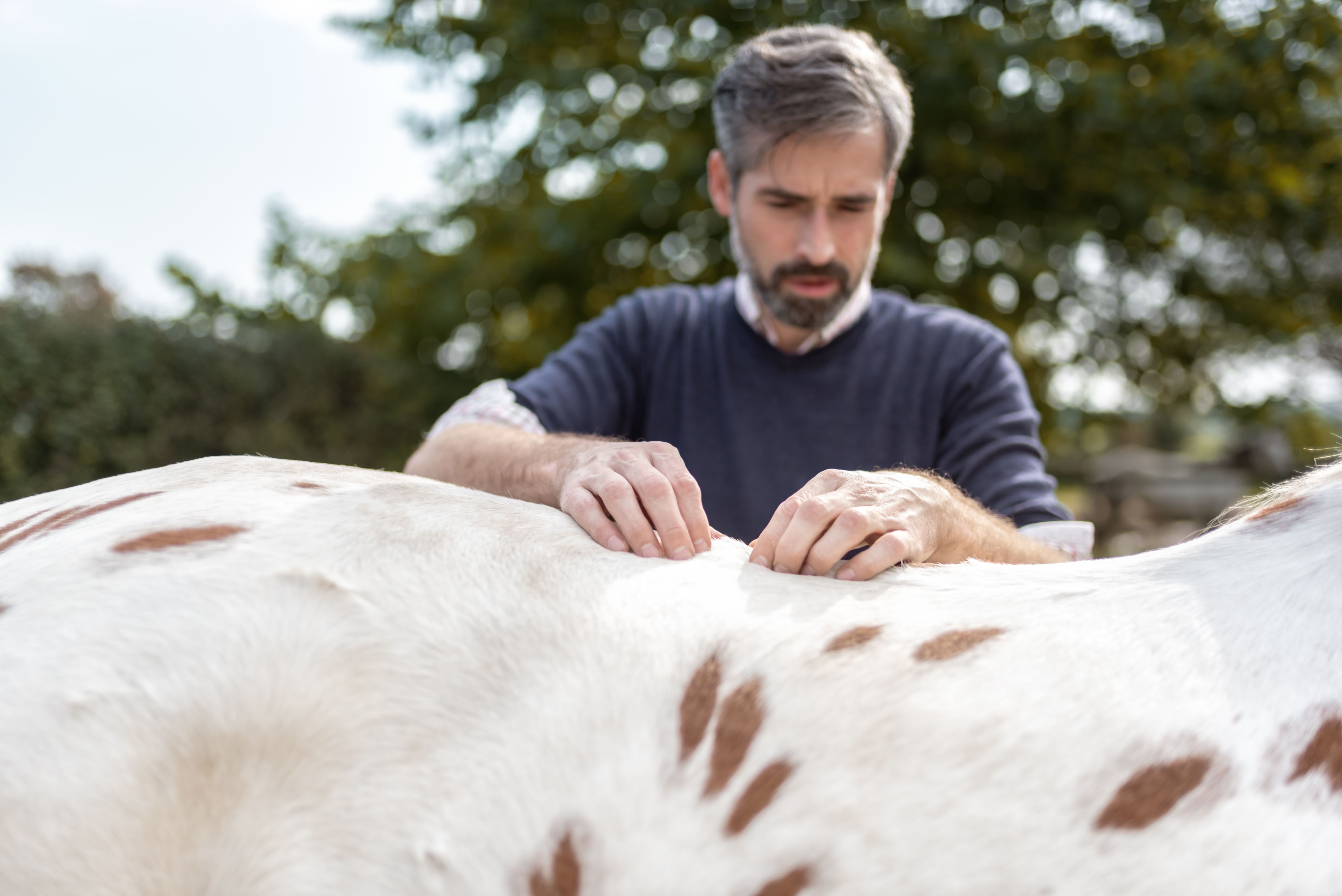 Kan een paardenchiropractor uw paard helpen?