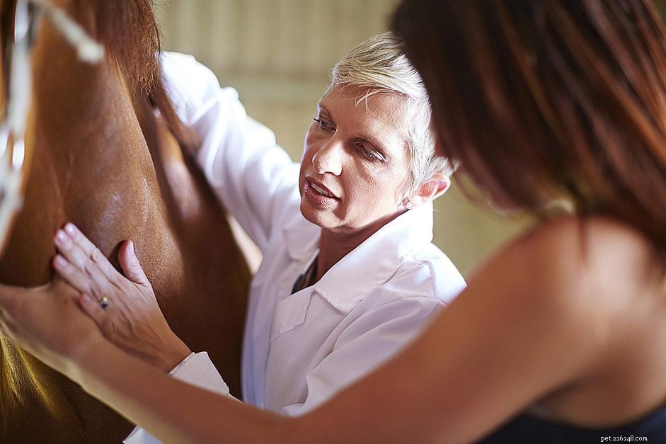Um quiroprático equino pode ajudar seu cavalo?