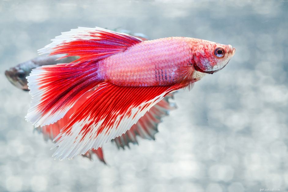 Cosa rende diverso il pesce labirinto?