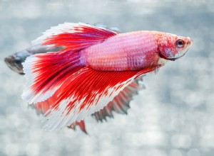 미궁 물고기의 차이점은 무엇입니까?