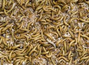 Como criar larvas da farinha