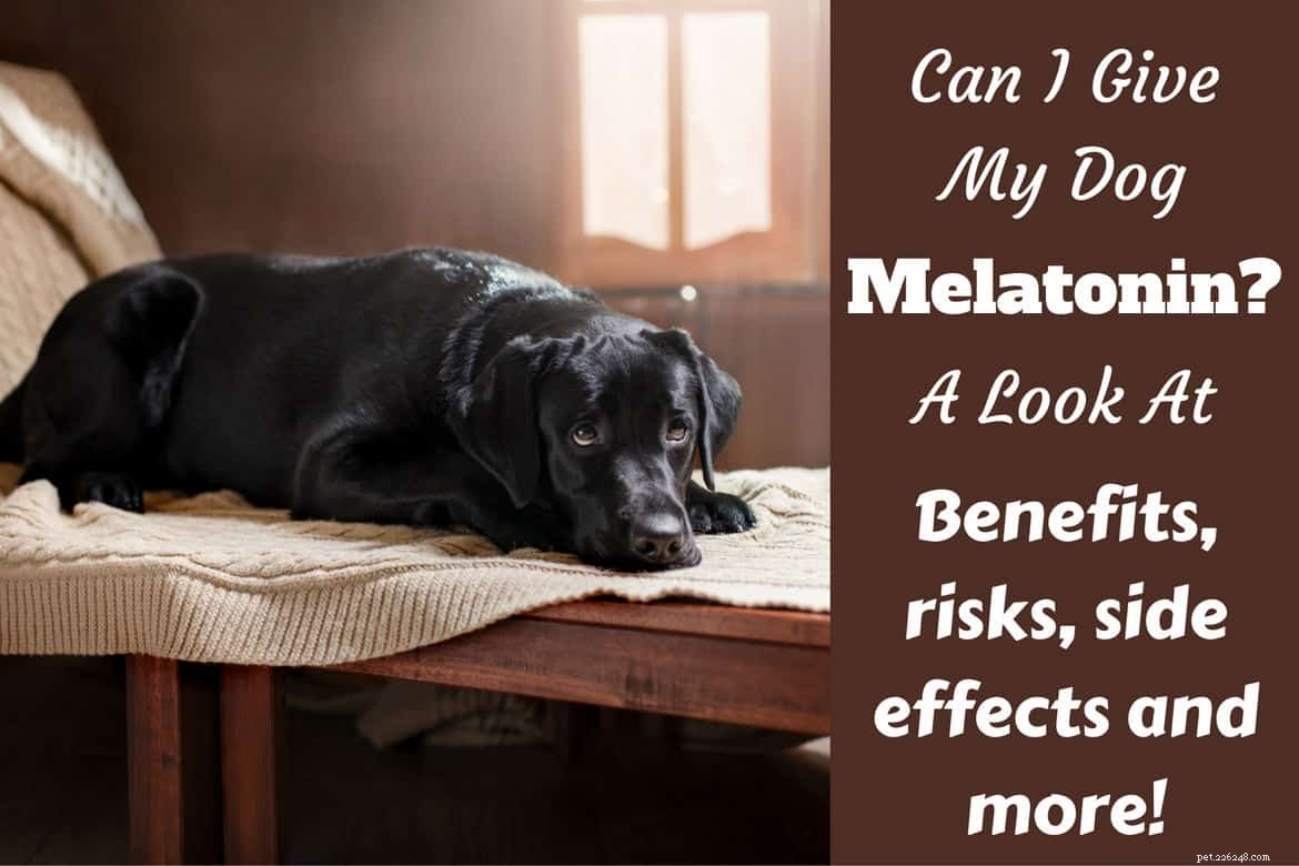 Uma questão cansativa:posso dar melatonina ao meu cachorro?