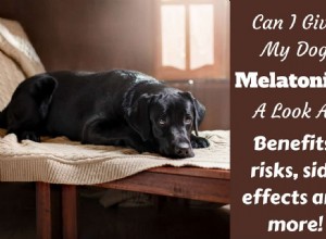 Un problema stanco:posso dare la melatonina al mio cane?
