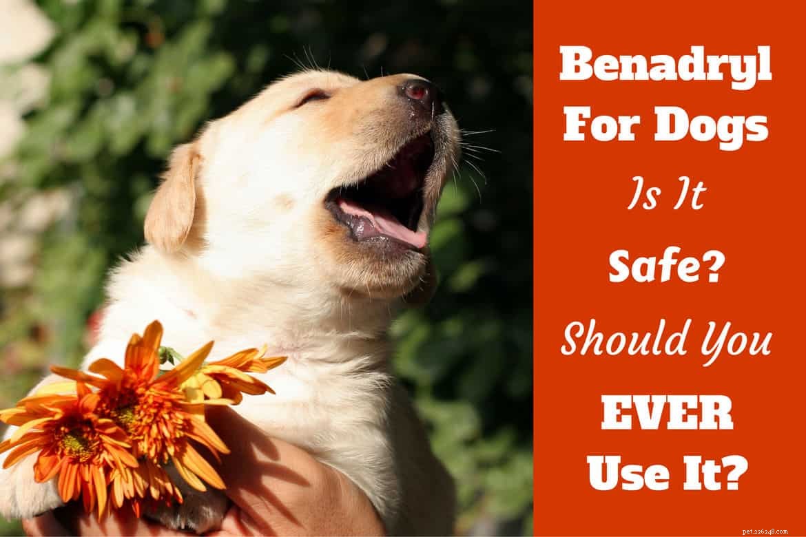 Benadryl pro psy – můžete ho dát? Je to bezpečné? Jaké dávkování?