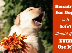 Benadryl för hundar – kan du ge det? Är det säkert? Vilken dosering?