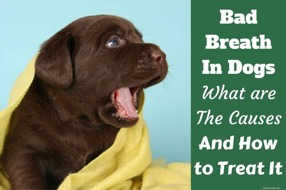 Dålig andedräkt hos hundar:Vad är orsakerna och hur kan du behandla det?