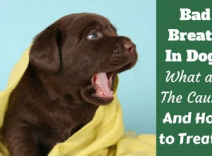 Mau hálito em cães:quais são as causas e como tratá-lo?