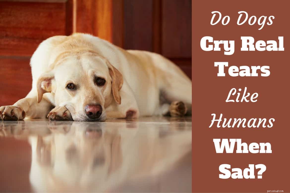 Huilen honden echte tranen, door verdriet en emotie?