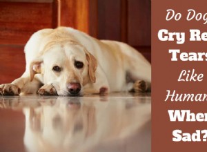 I cani piangono vere lacrime, attraverso la tristezza e le emozioni?