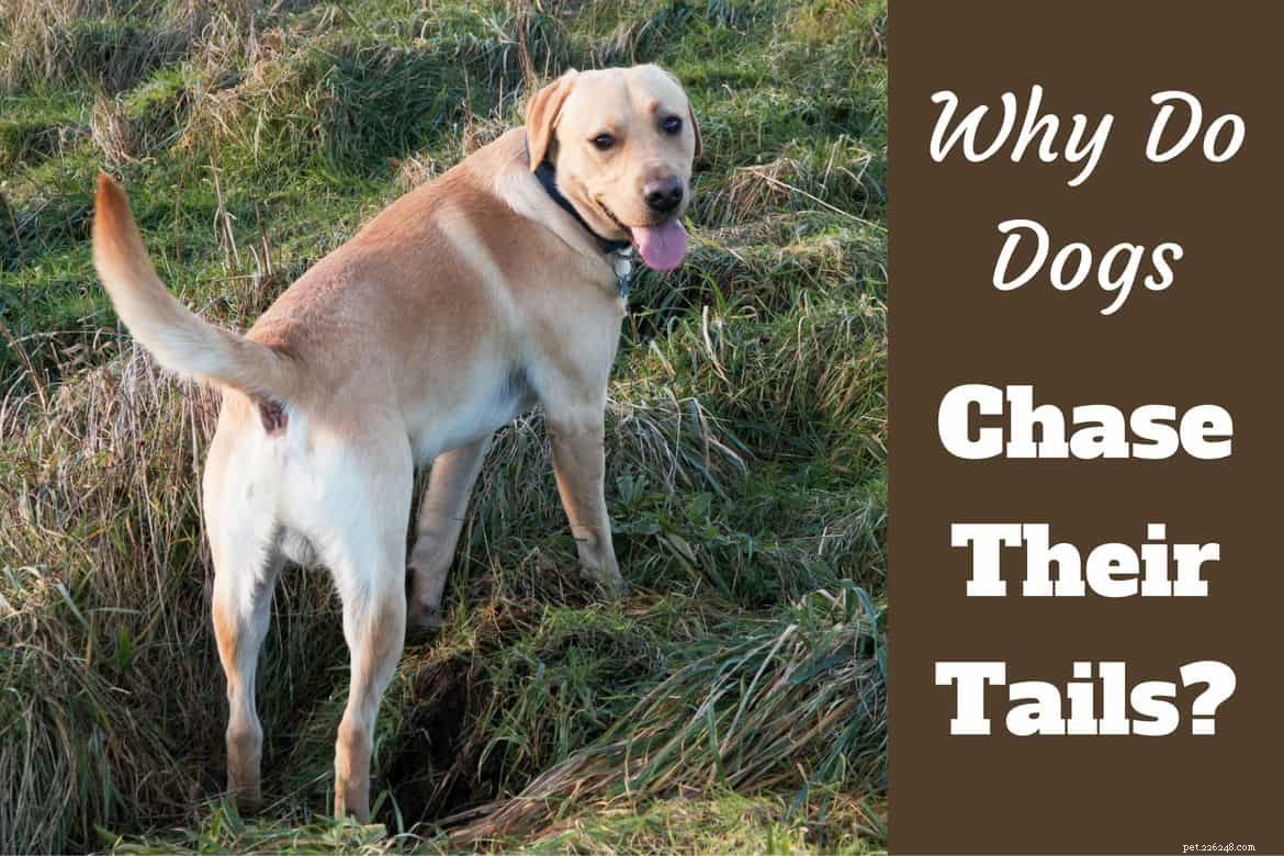 Por que os cães perseguem seus rabos? é sempre algo para se preocupar?