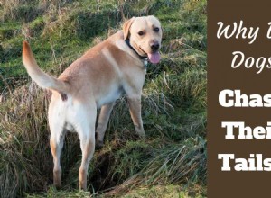 Waarom jagen honden achter hun staart aan? is het ooit iets om je zorgen over te maken?