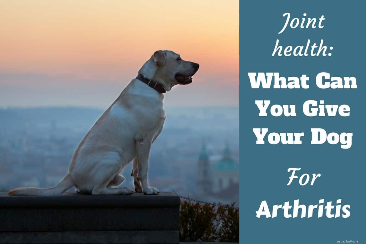 ラブラドール関節の健康：関節炎のために犬に何を与えることができますか？ 