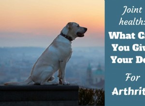 Zdraví labradorských kloubů:Co mohu dát svému psovi na artritidu? 