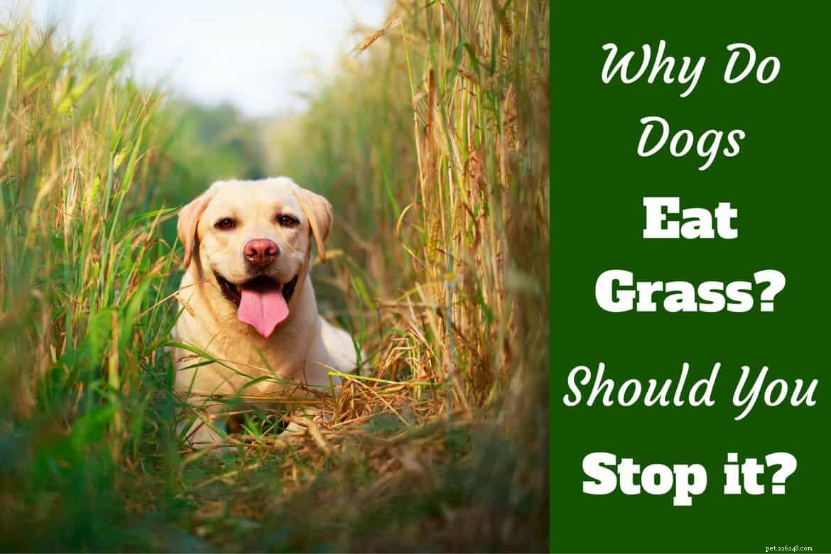 Waarom eten honden gras? Is het waar dat ze dat doen als ze ziek zijn?