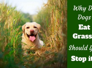 Proč psi jedí trávu? Je to pravda Dělají to, když jsou nemocní?