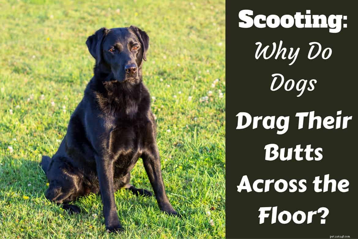 Scooting:perché i cani trascinano i loro mozziconi sul pavimento?