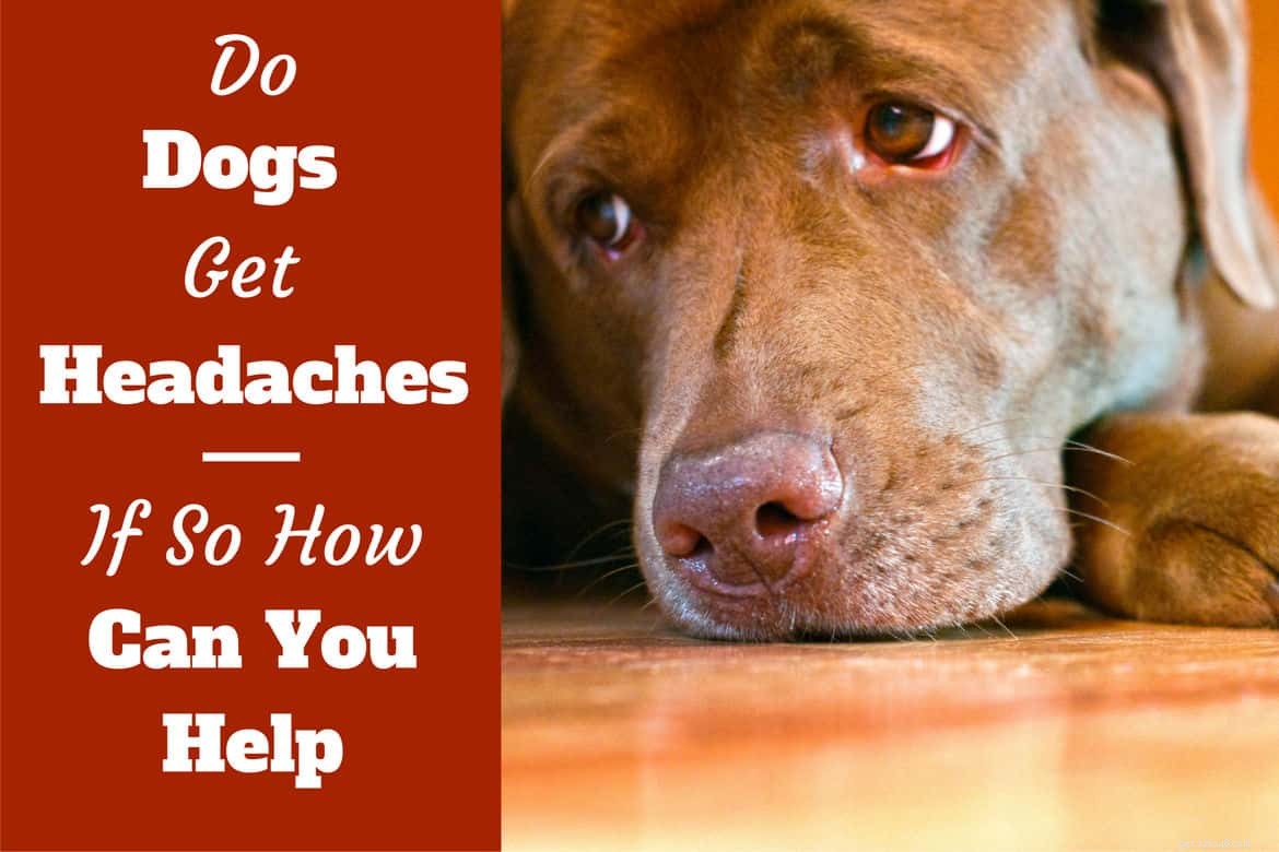Krijgen honden hoofdpijn? Heeft uw pup pijn?