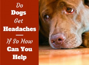 Får hundar huvudvärk? Har din valp ont?
