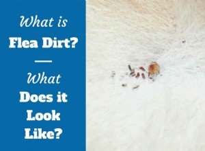 ノミの汚れとは何か、どのように見えるか、どのように取り除くか
