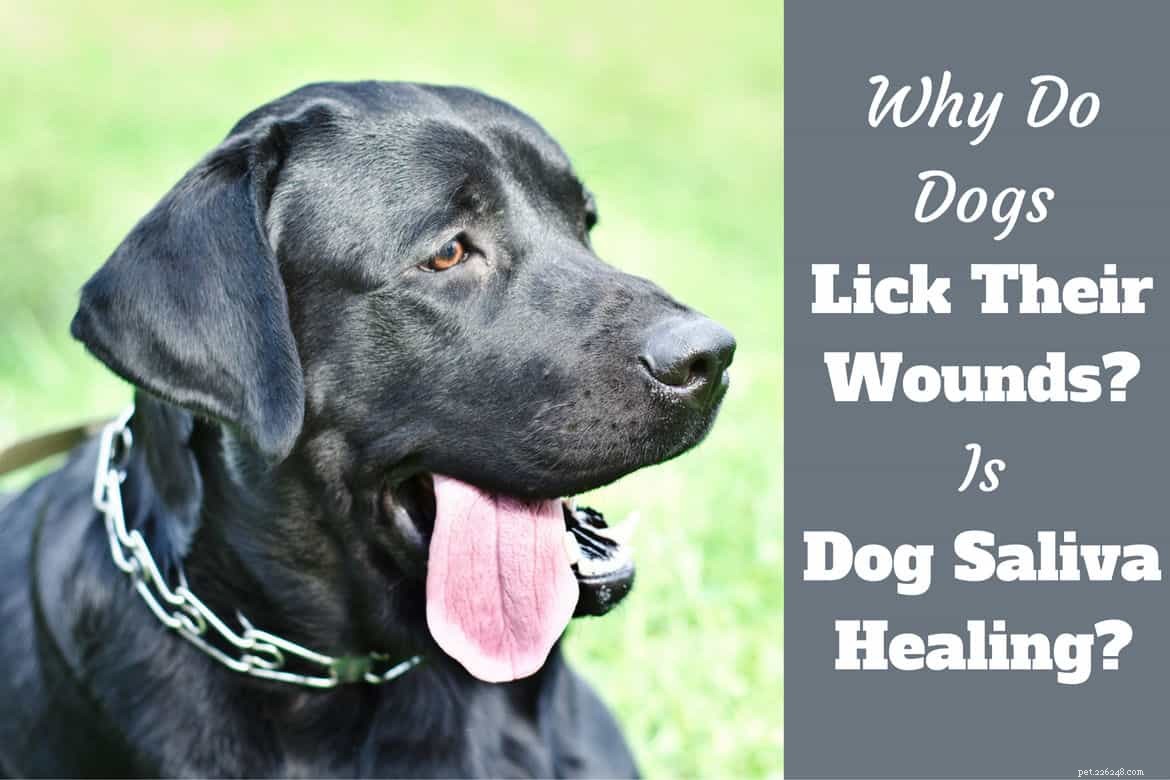 Por que os cães lambem as feridas? A saliva de cachorro realmente cura?