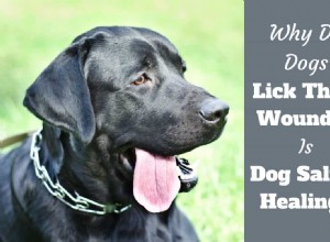Perché i cani si leccano le ferite? La saliva del cane sta davvero guarendo?