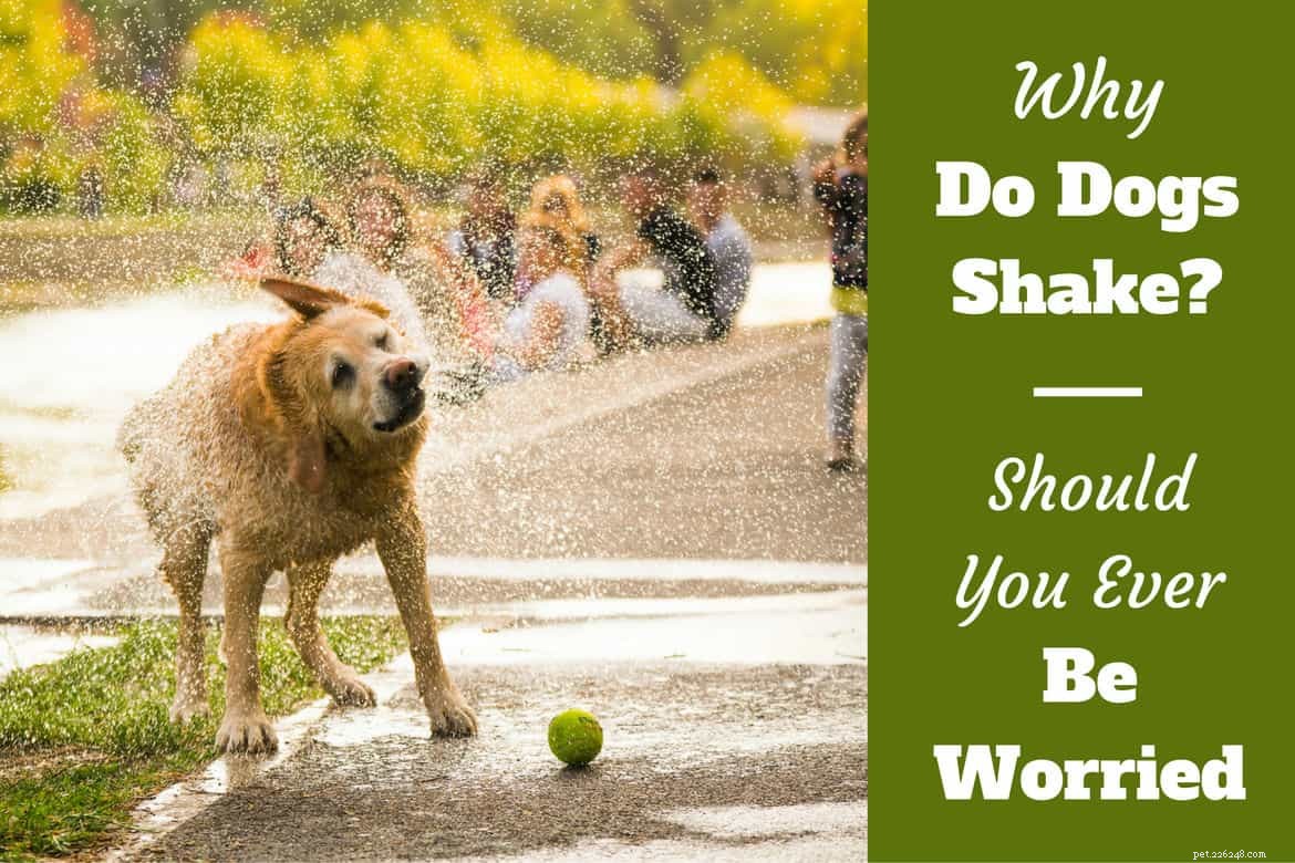 Whole Lotta Shakin’ Goin’ On:Why Do Dogs Shake?