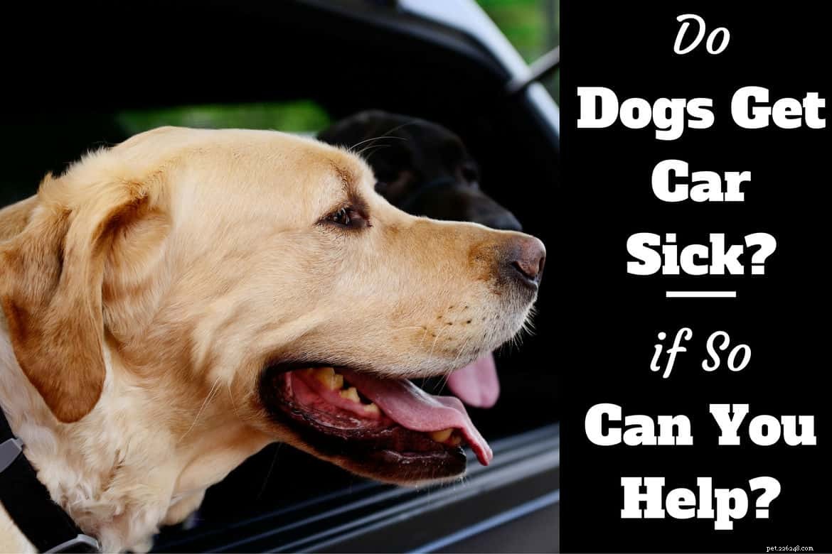 Krijgen honden wagenziek? Zij doen! Hier leest u hoe u ze kunt helpen