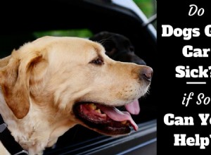 Blir hundar bilsjuka? Dom gör! Så här hjälper du dem