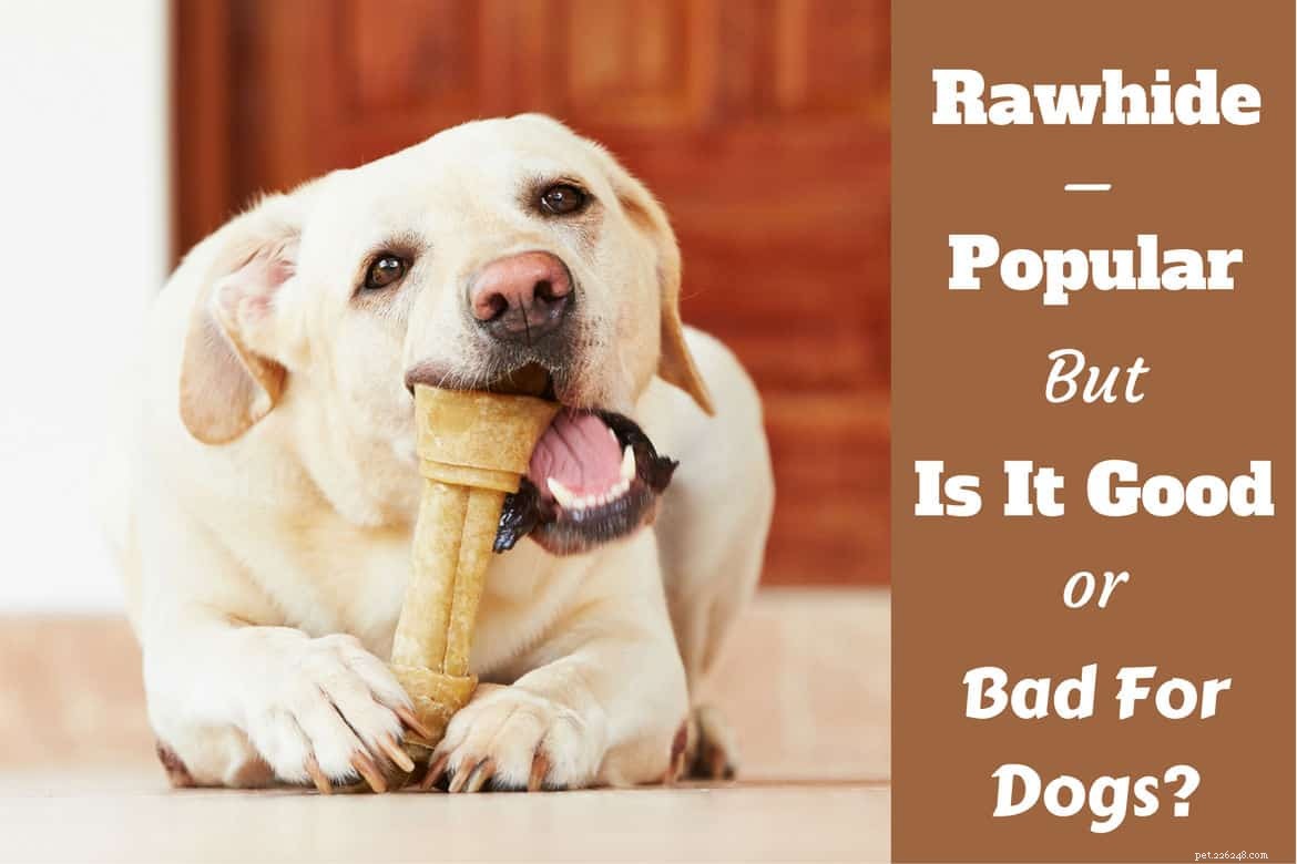 Is Rawhide slecht voor honden? Of is het goed en veilig?