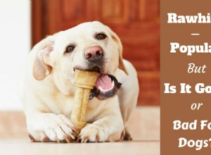 Är Rawhide dåligt för hundar? Eller är det bra och säkert?