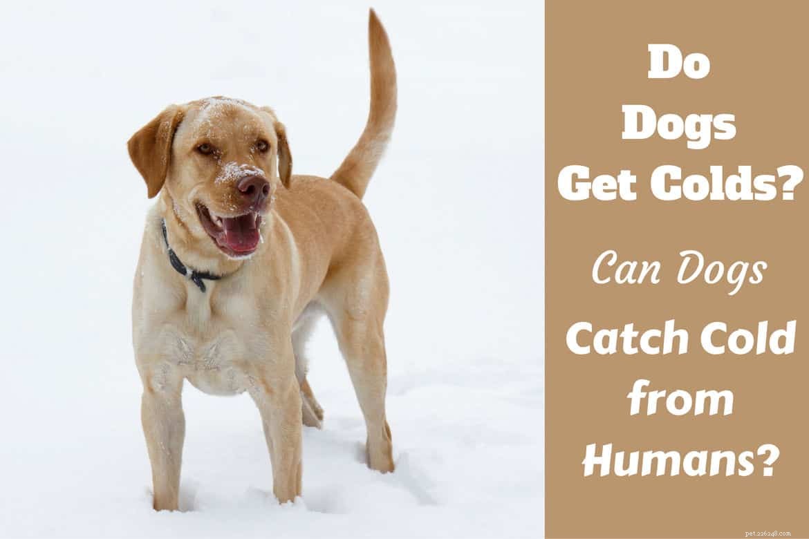 Blir hundar förkylda? Symtom, förebyggande och behandling