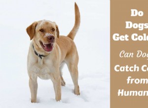 Blir hundar förkylda? Symtom, förebyggande och behandling