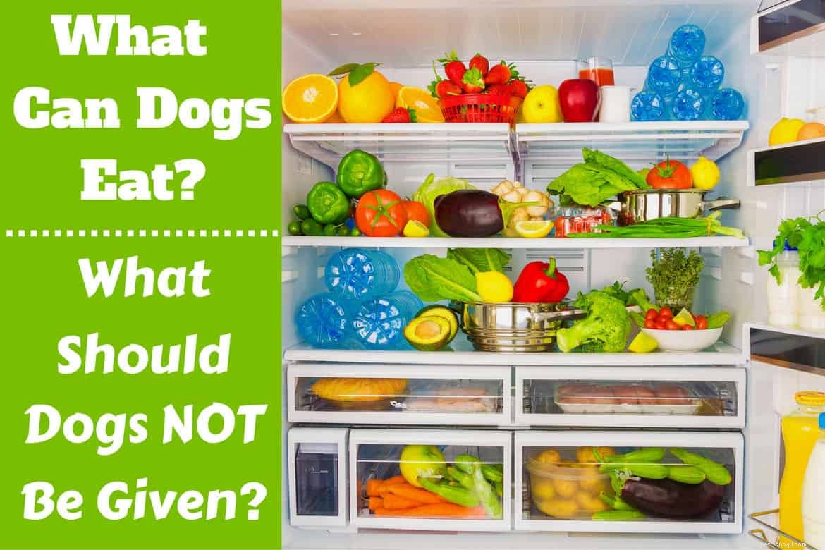 Kan hundar äta äpplen? Tomater? Vad får eller får hundar inte äta?