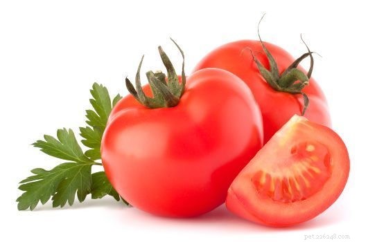 Kunnen honden appels eten? Tomaten? Wat kunnen honden wel of niet eten?