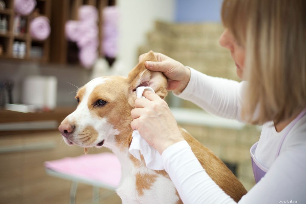 Как определить ушные инфекции у собак