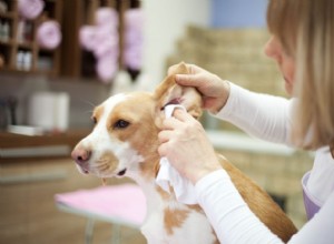 Jak zjistit ušní infekce u psů