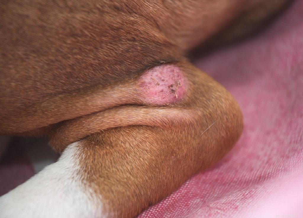 Che succede alla skin del tuo animale domestico anziano?
