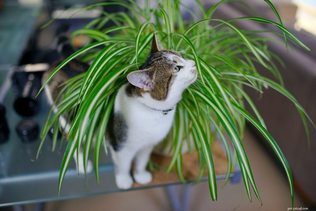 ペットの安全な観葉植物：味方または敵の識別 
