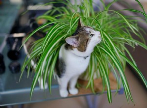 Pet Safe House Plants:친구 또는 적인 식별