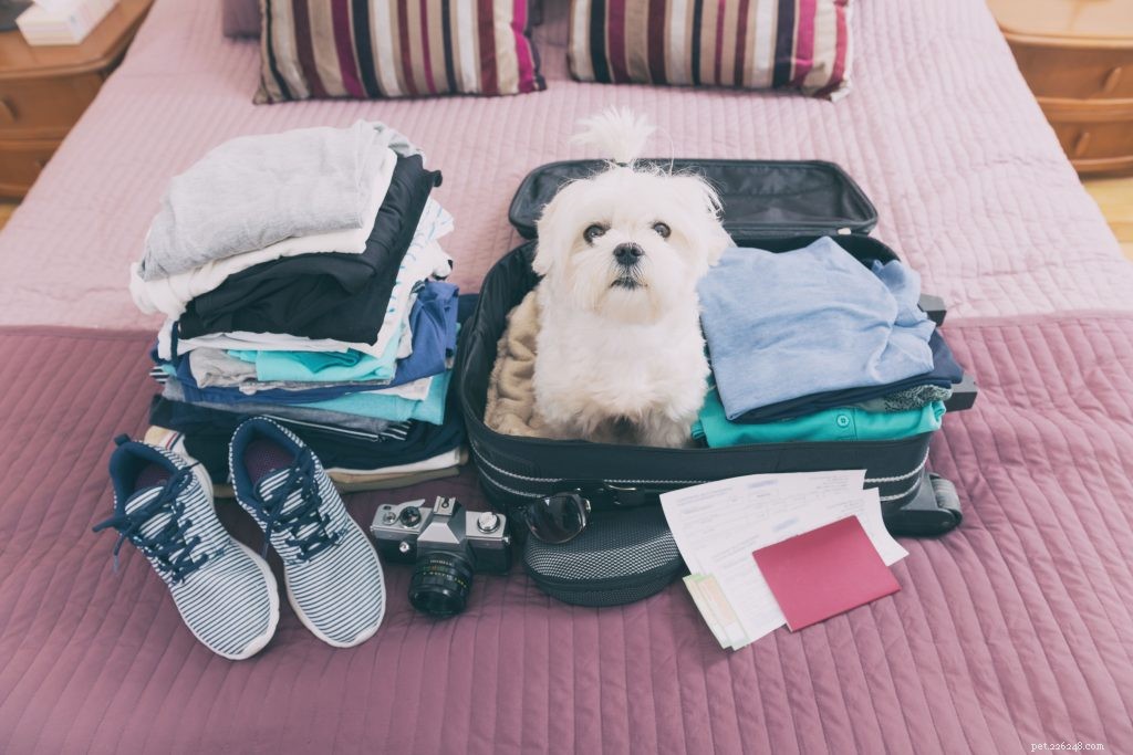 Onze top vijf veiligheidstips voor reizen met huisdieren