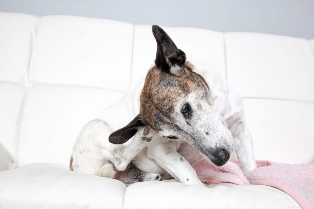 As alergias mais comuns em cães e o que você pode fazer para evitá-las