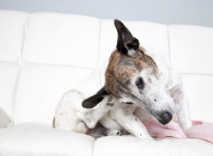 Самые распространенные аллергии у собак и что можно сделать, чтобы их избежать