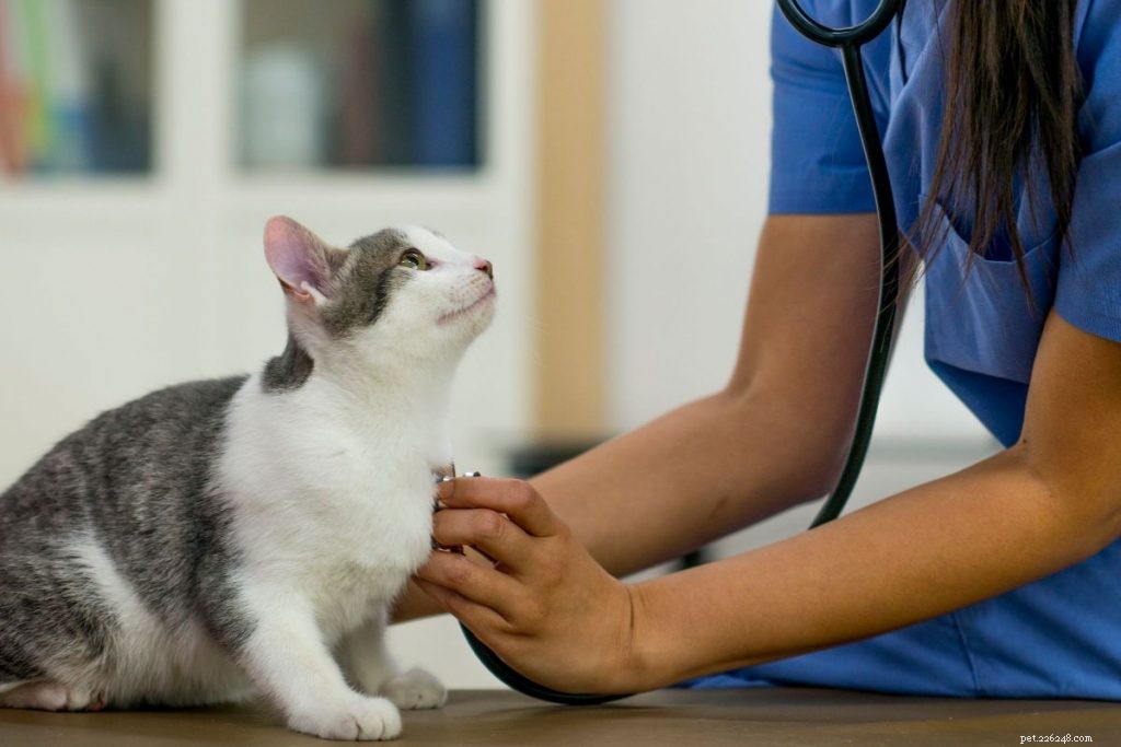 Compare/Contraste:os benefícios do exame de sangue veterinário