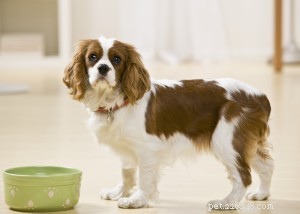 Allergie agli alimenti per animali domestici e prove dietetiche:tutto ciò che devi sapere