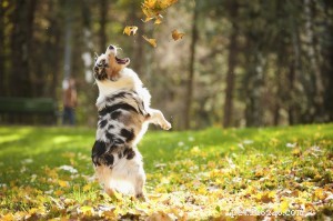 Alergias de animais de estimação de outono