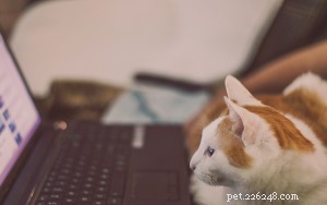 A Bottomless Well:Online Pet Resources