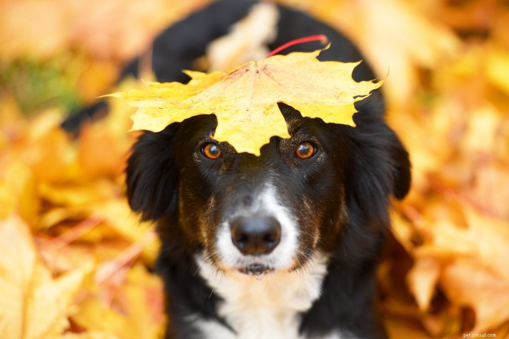Rester sur la voie de la sécurité des animaux domestiques en automne